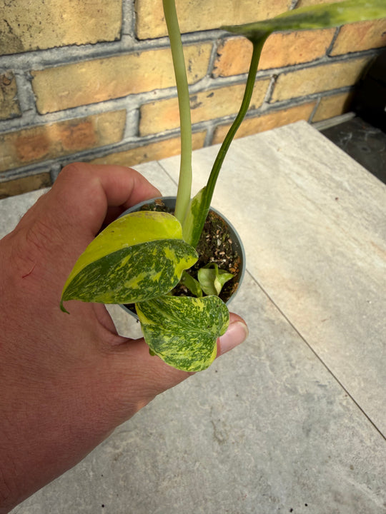 Monstera electrolight
