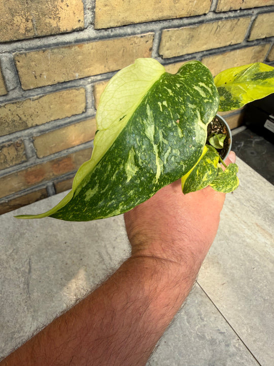 Monstera electrolight