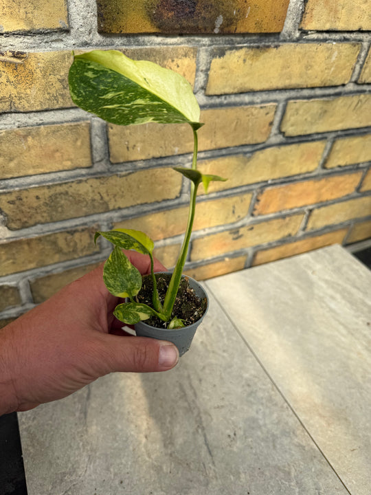 Monstera electrolight