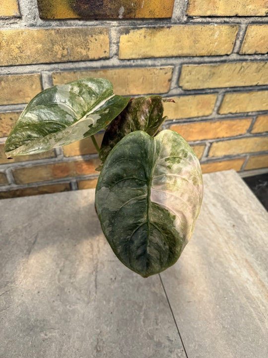 Alocasia Cuprea Pink Variegata