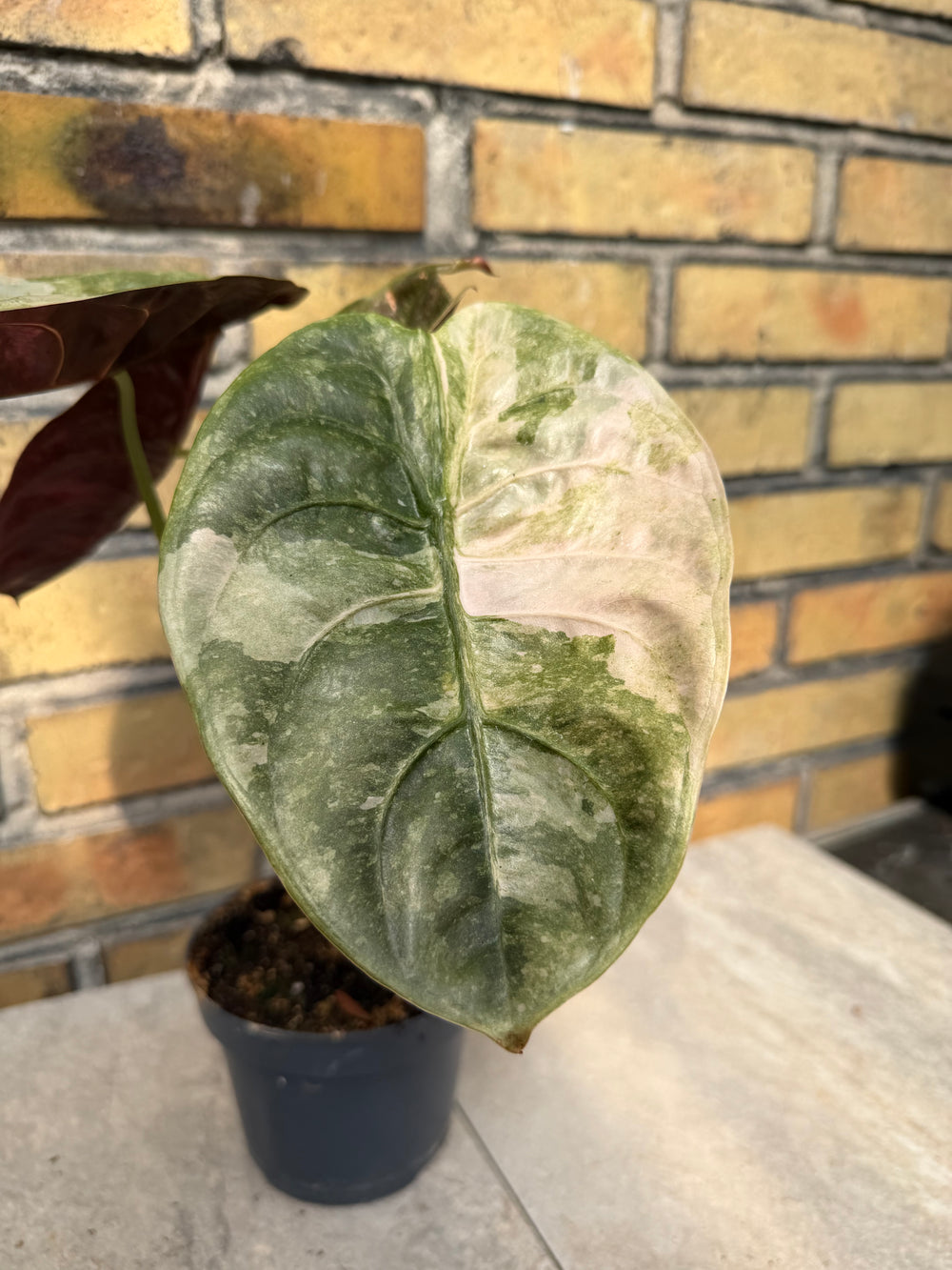 Alocasia Cuprea Pink Variegata