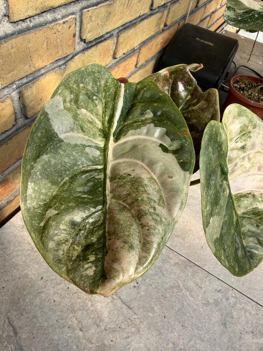 Alocasia Cuprea Pink Variegata