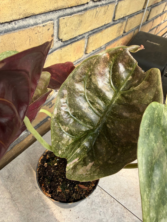 Alocasia Cuprea Pink Variegata