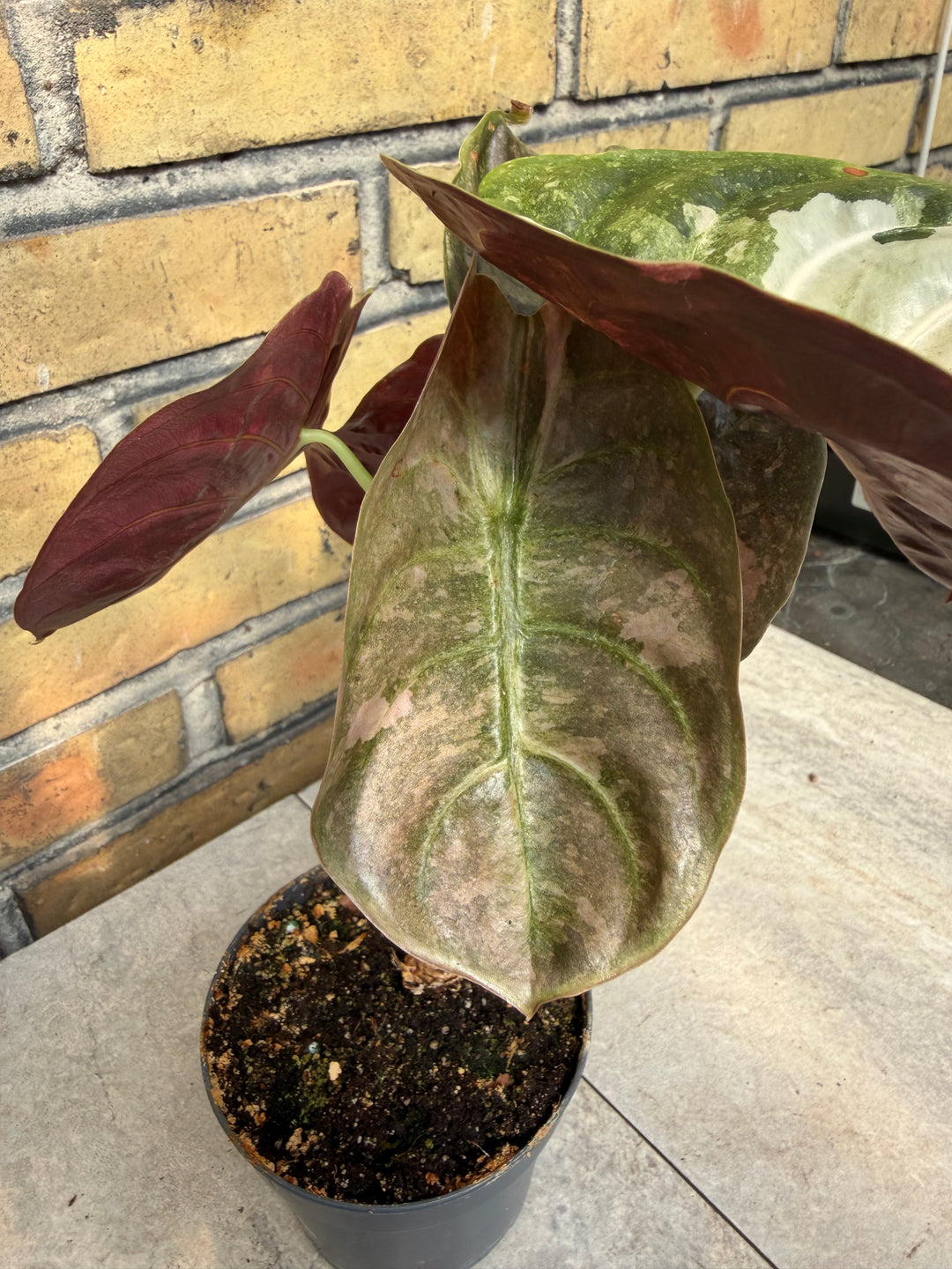 Alocasia Cuprea Pink Variegata