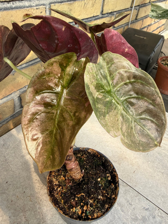 Alocasia Cuprea Pink Variegata