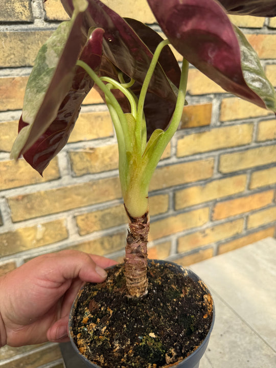 Alocasia Cuprea Pink Variegata