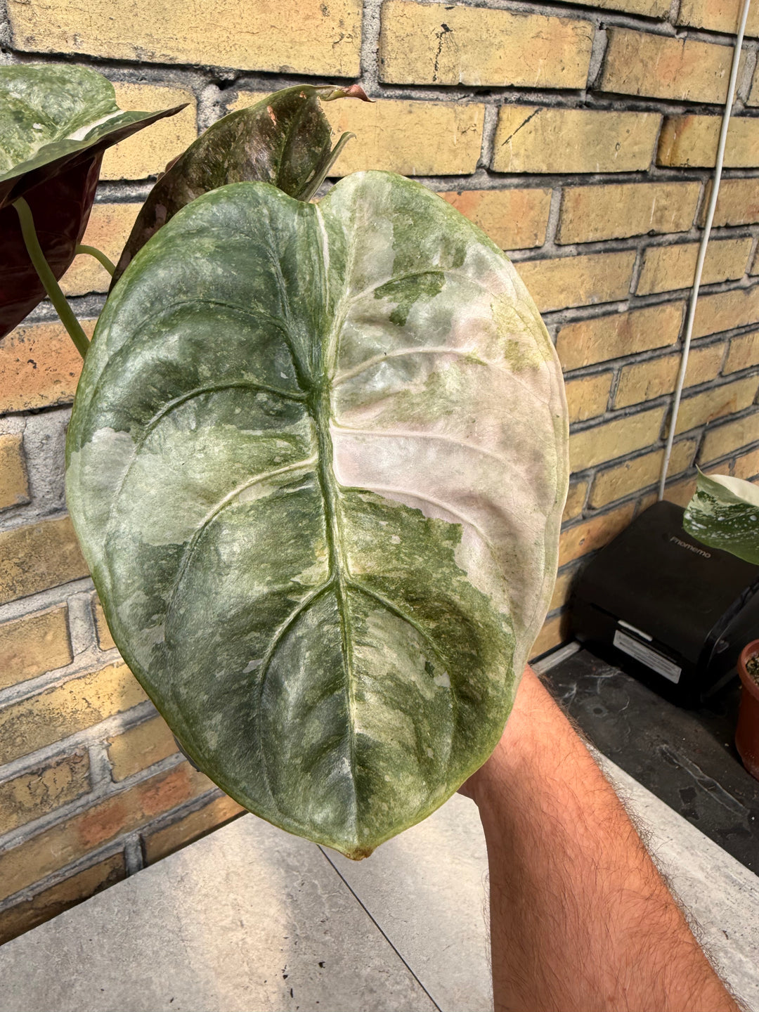 Alocasia Cuprea Pink Variegata