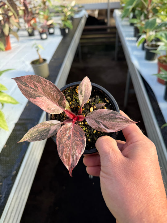 Philodendron fire phoenix