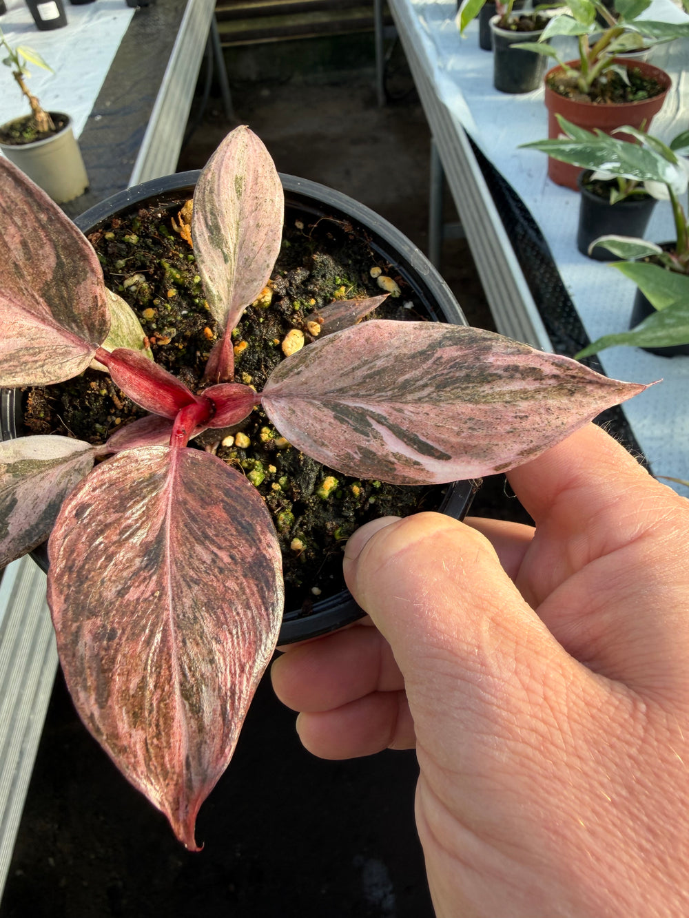 Philodendron fire phoenix
