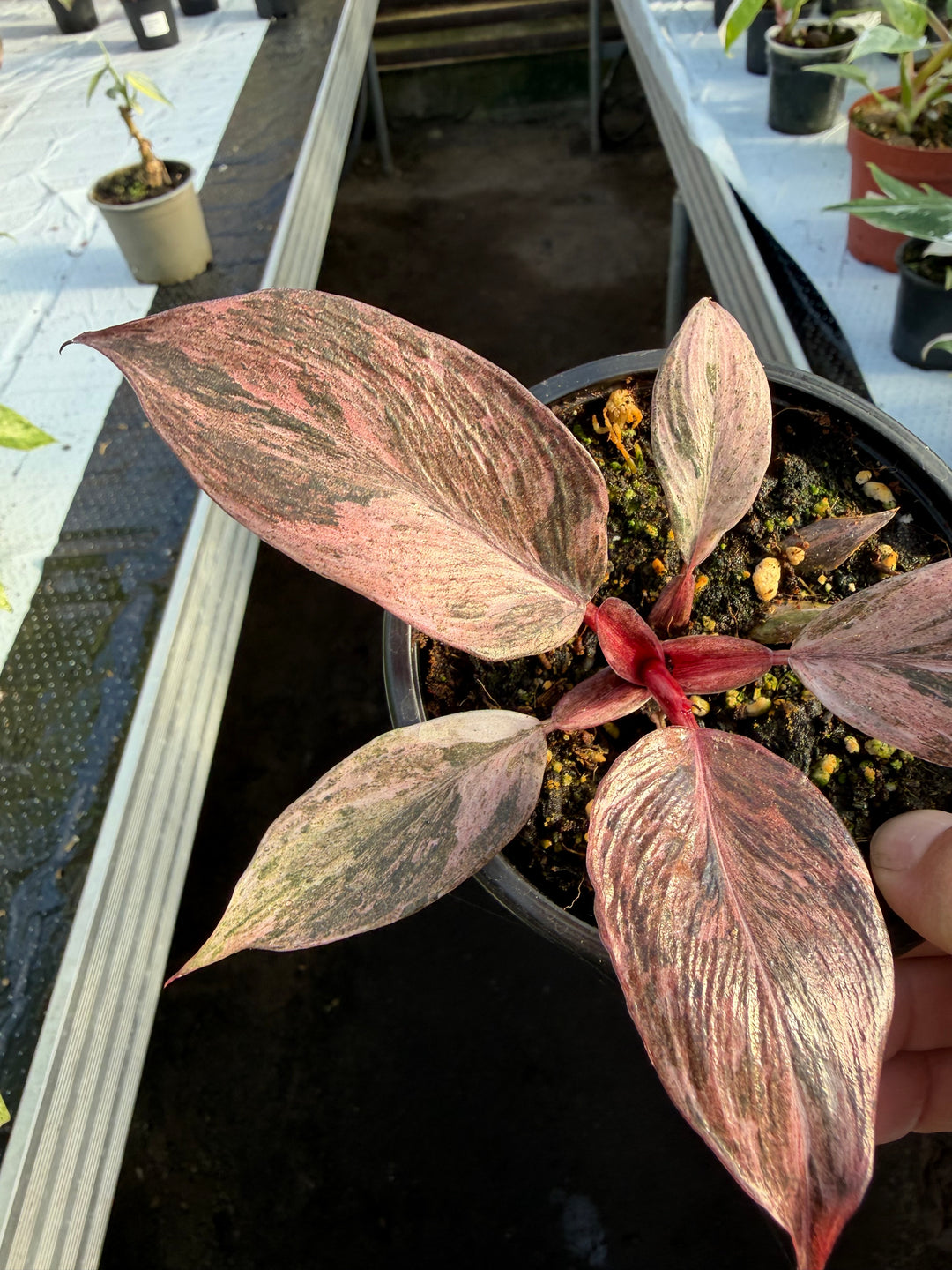 Philodendron fire phoenix