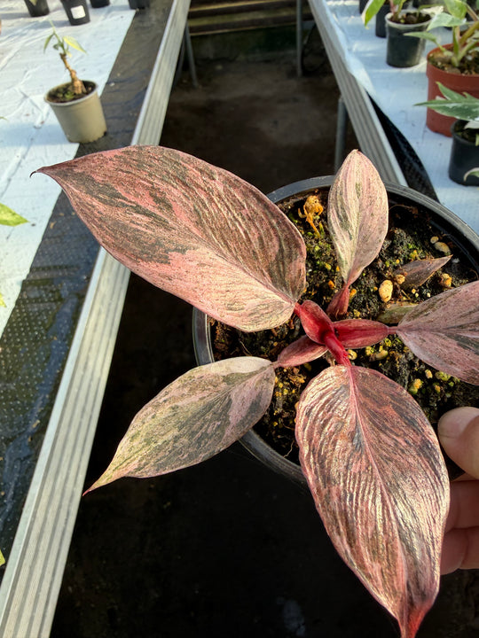 Philodendron fire phoenix