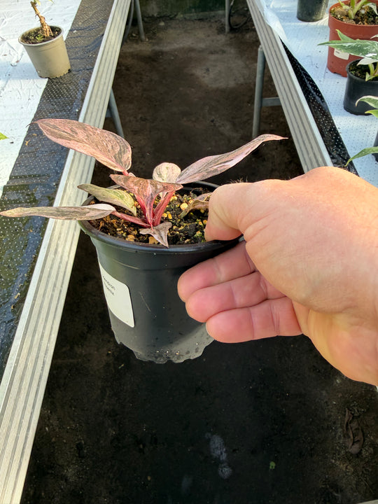 Philodendron fire phoenix