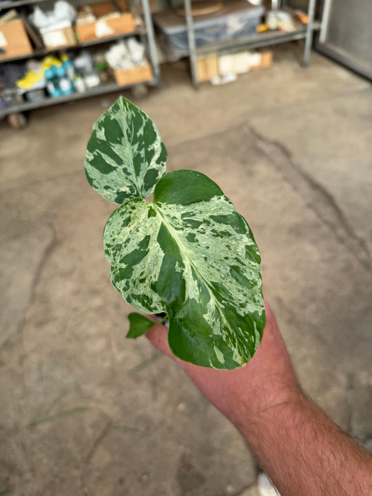 Monstera bulbasaur 6 cm