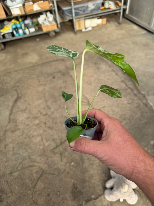 Monstera bulbasaur 6 cm