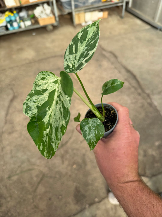 Monstera bulbasaur 6 cm
