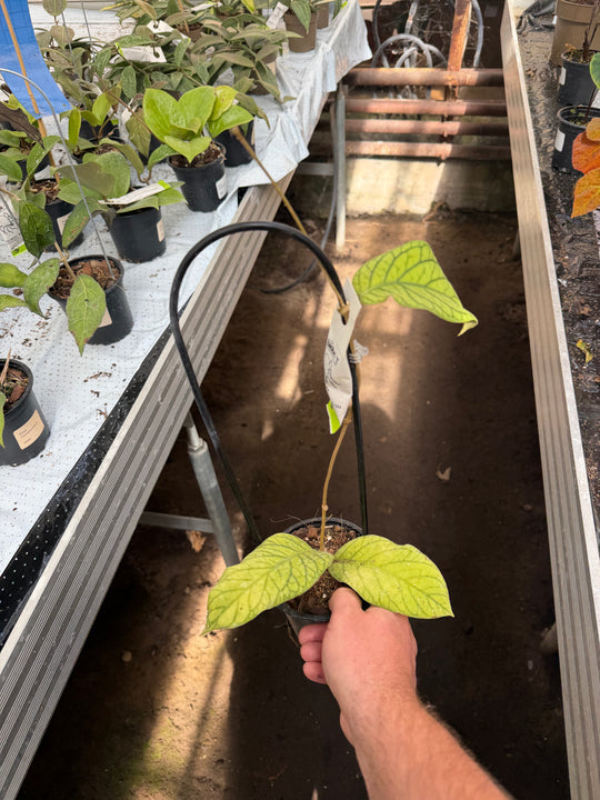 Hoya meridithii