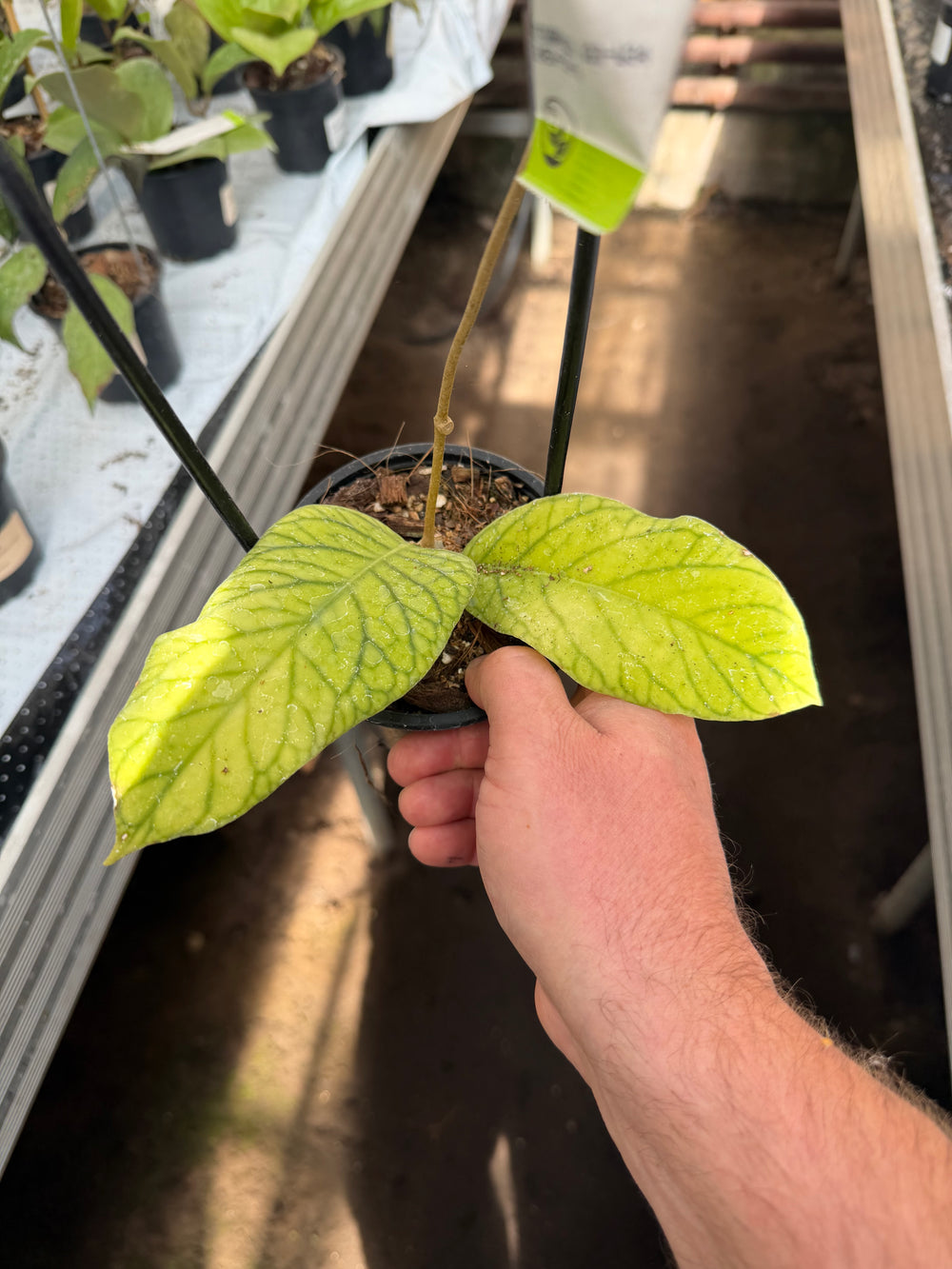 Hoya meridithii