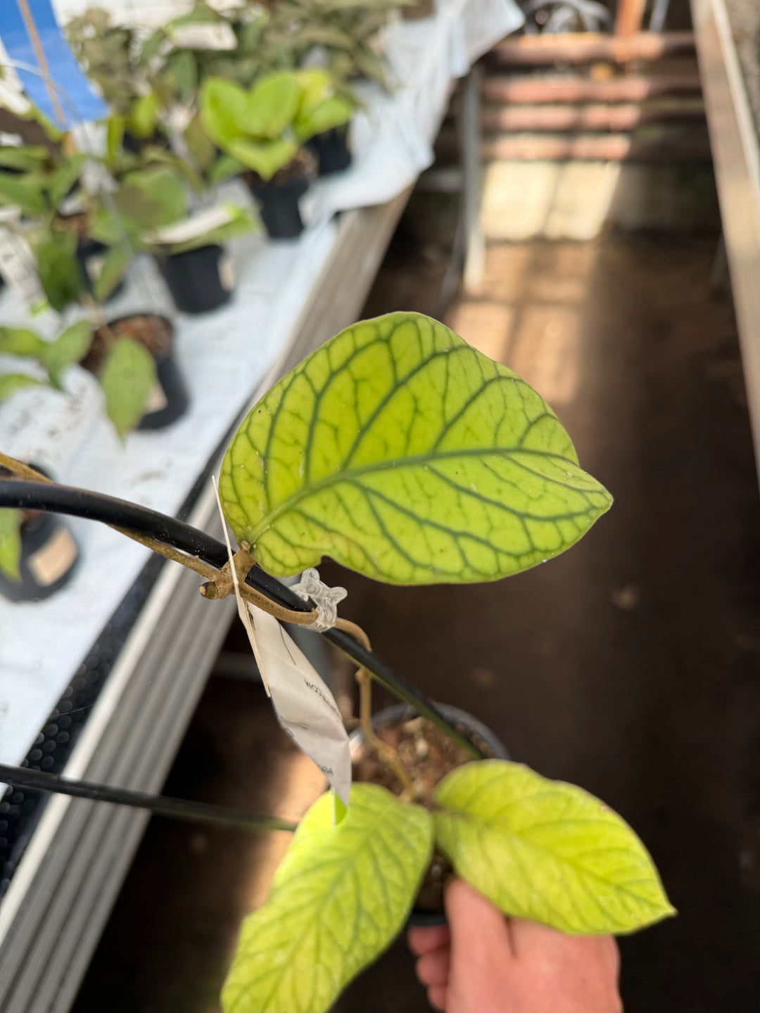 Hoya meridithii