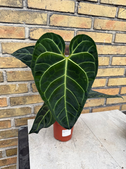 Anthurium regale XXL