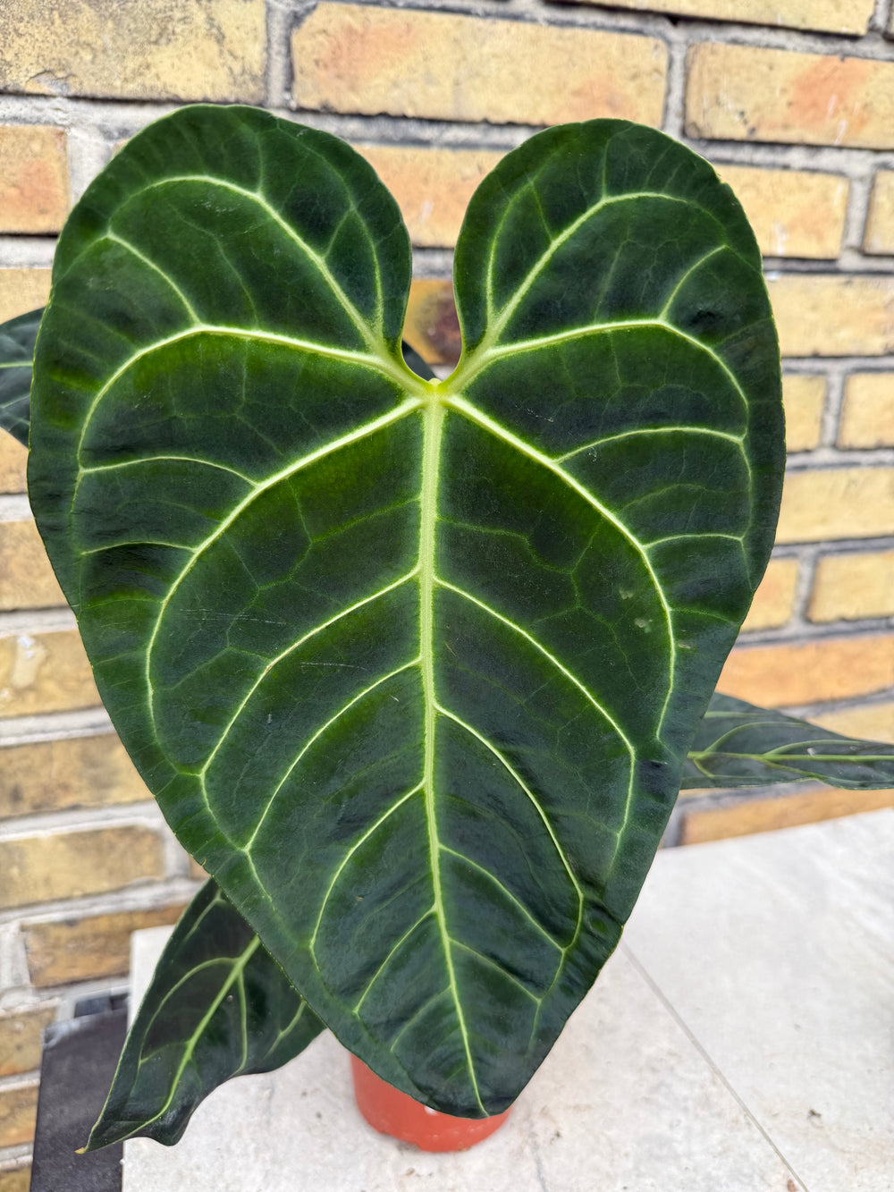 Anthurium regale XXL