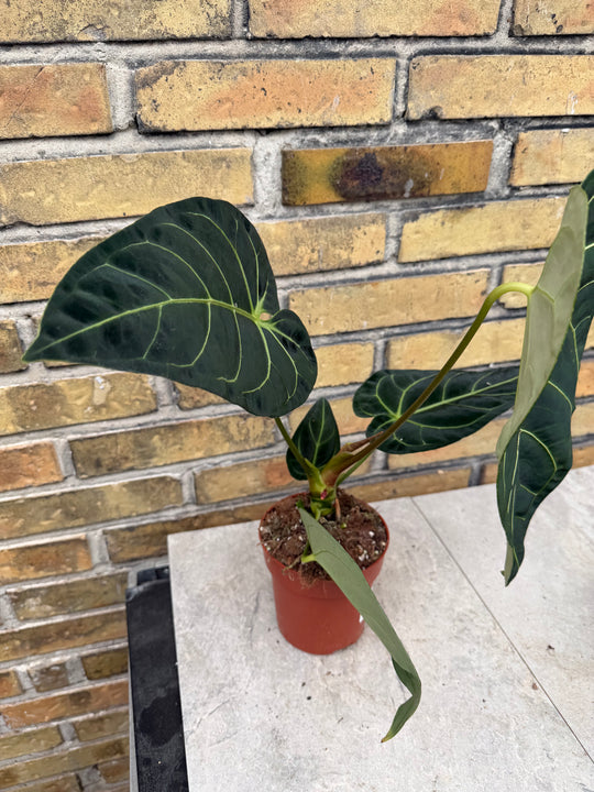 Anthurium regale XXL