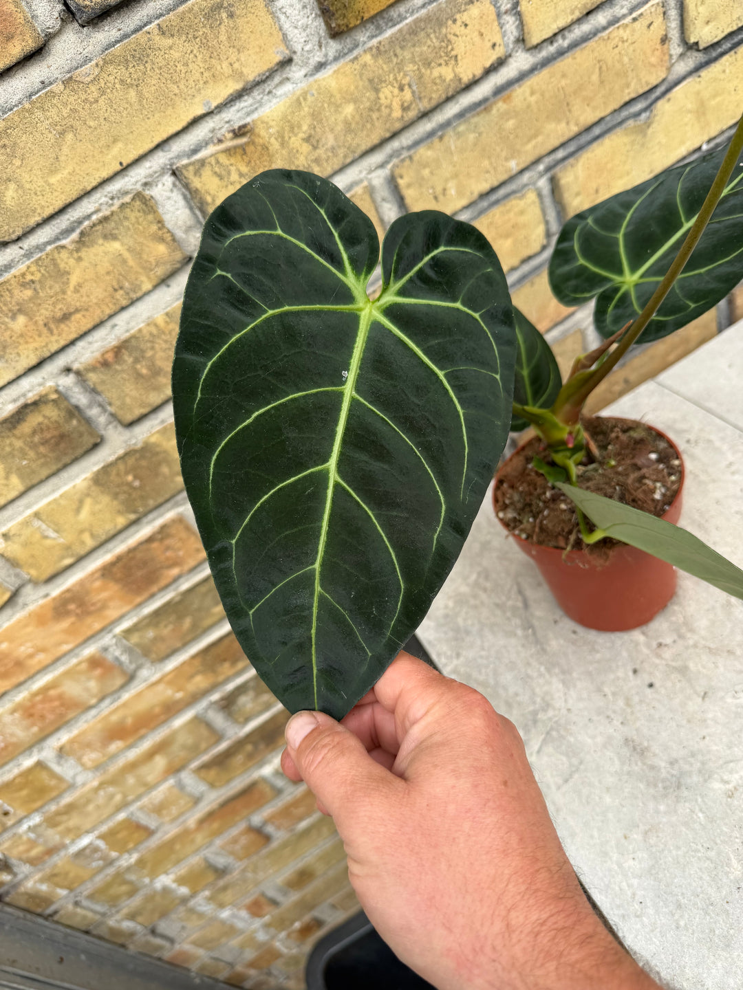 Anthurium regale XXL