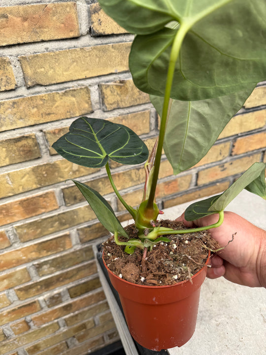 Anthurium regale XXL