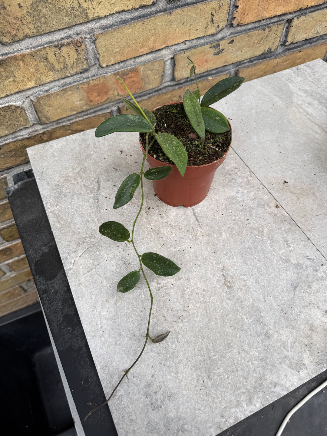 Hoya tommsonii