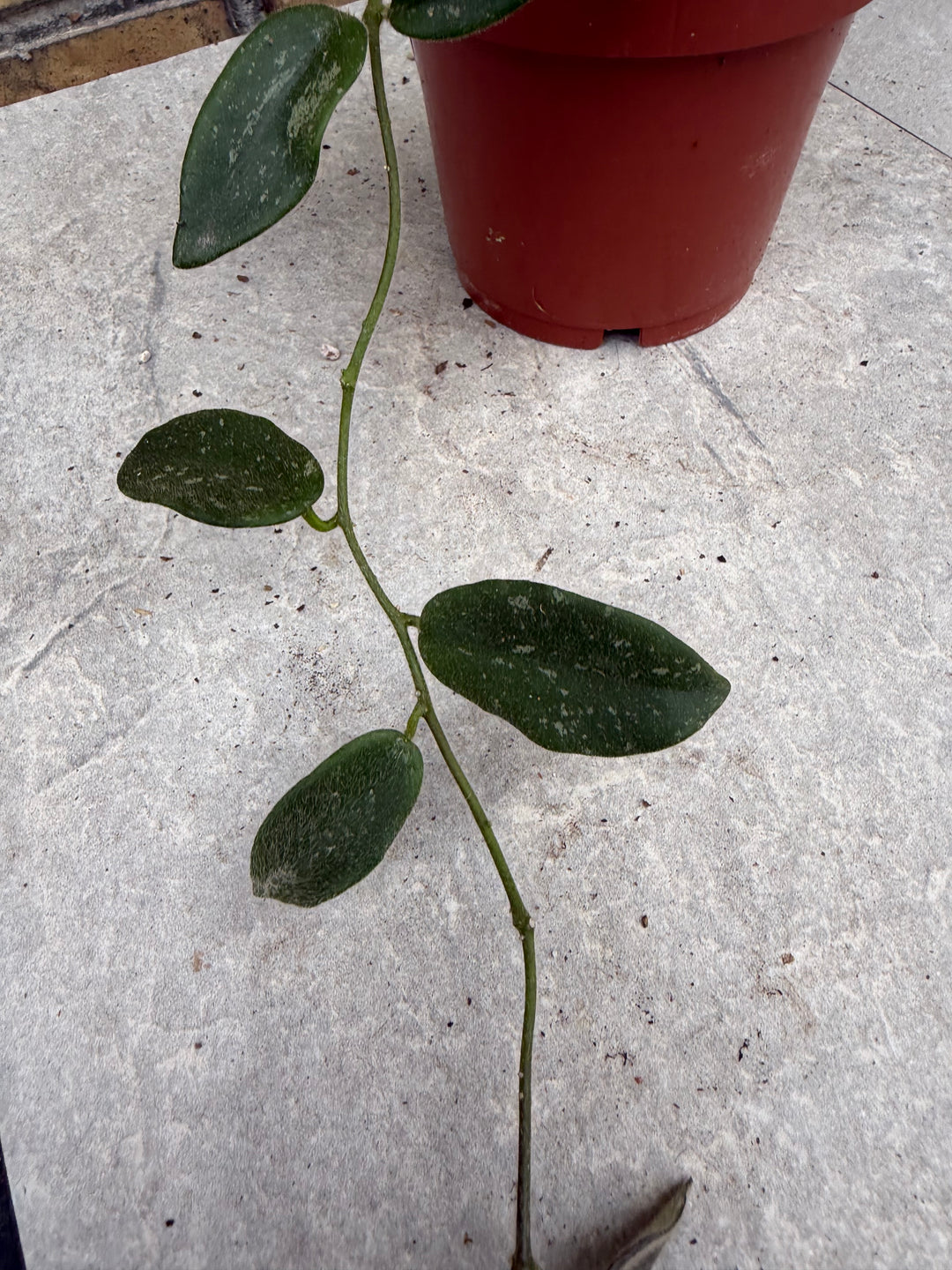 Hoya tommsonii