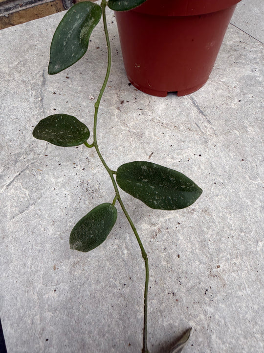 Hoya tommsonii