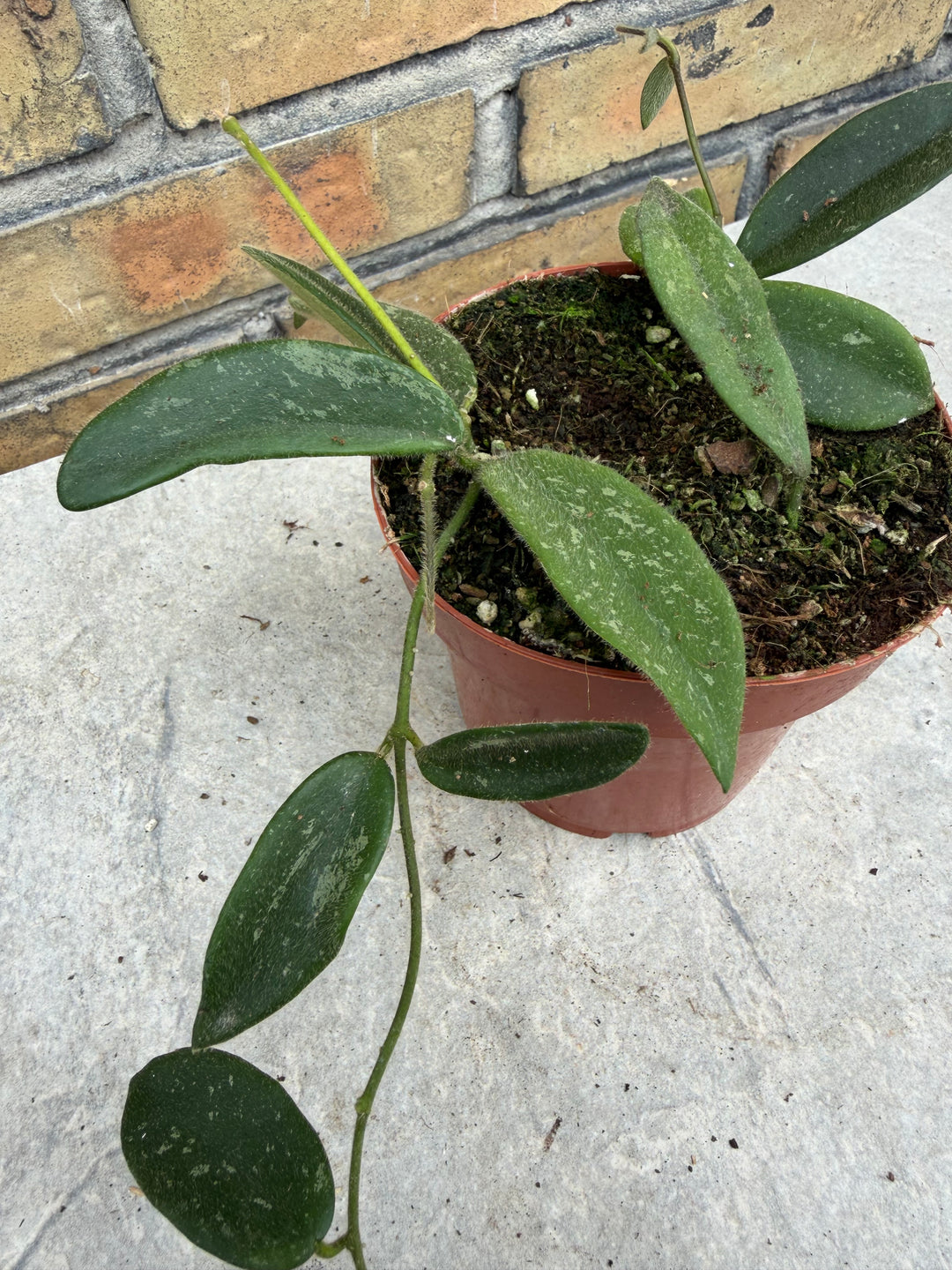 Hoya tommsonii