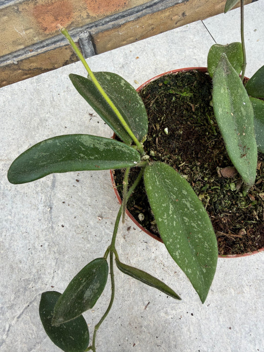 Hoya tommsonii