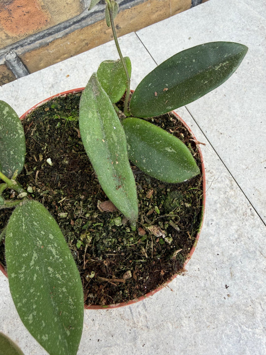 Hoya tommsonii
