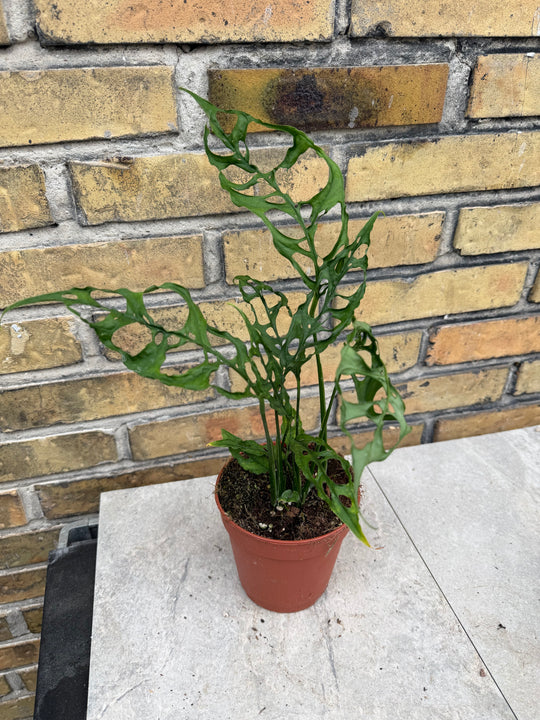 Monstera obliqua Peru