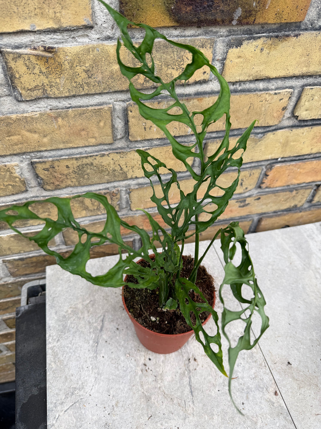 Monstera obliqua Peru