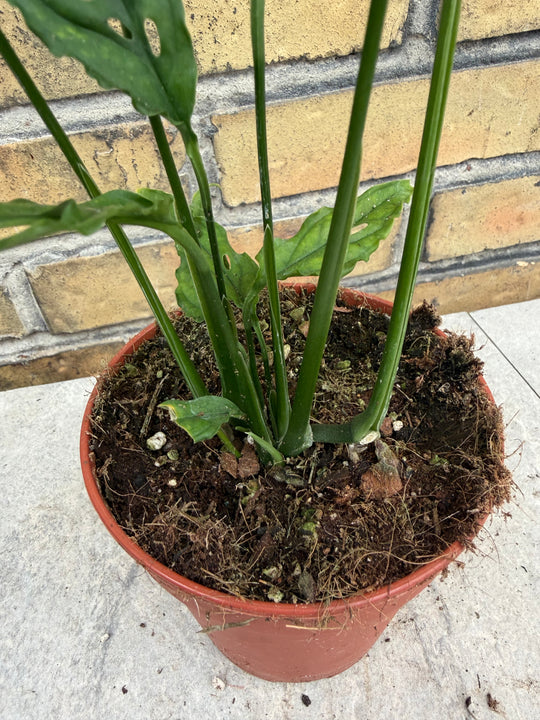 Monstera obliqua Peru