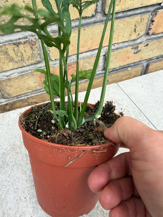 Monstera obliqua Peru