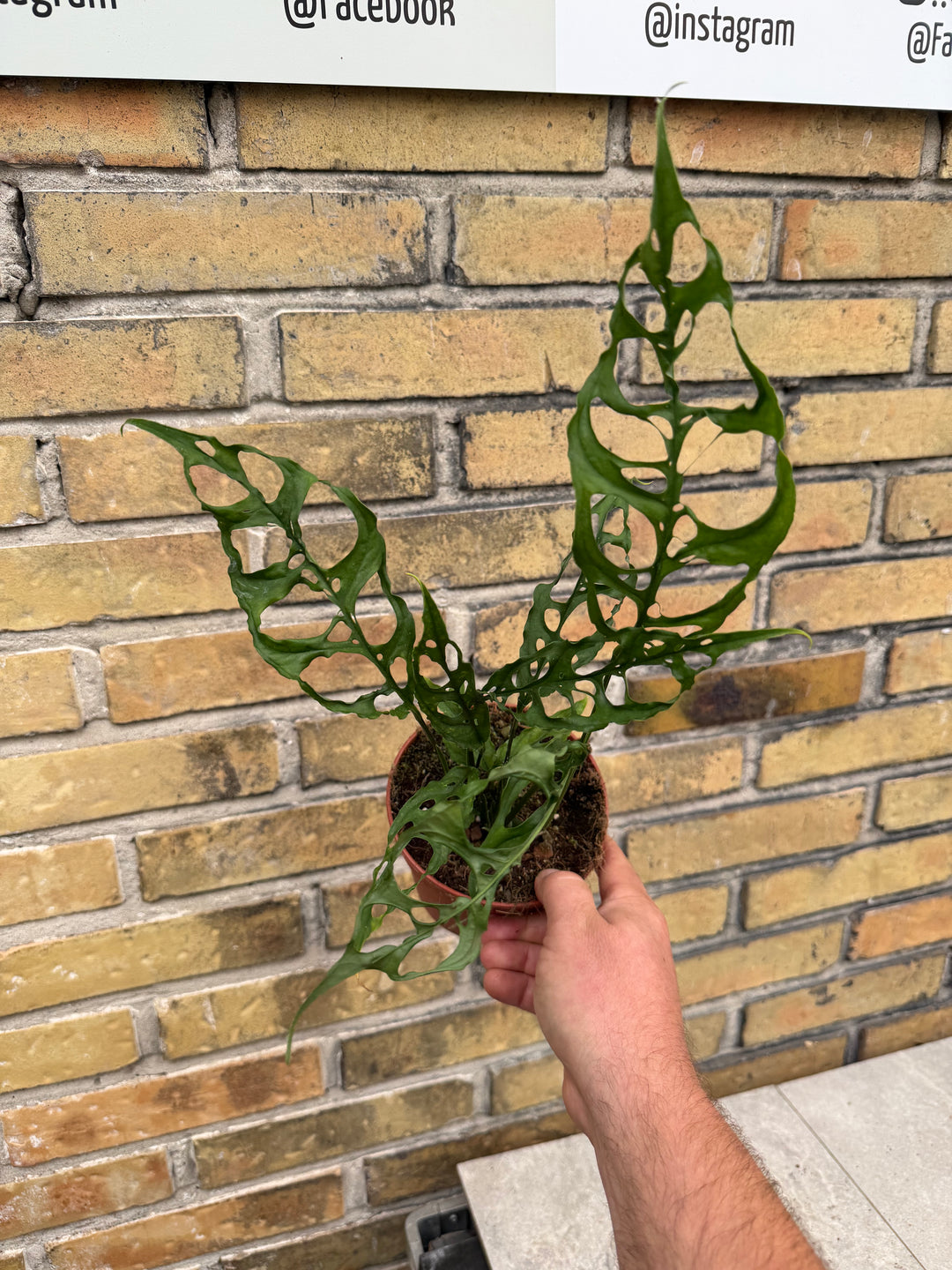 Monstera obliqua Peru