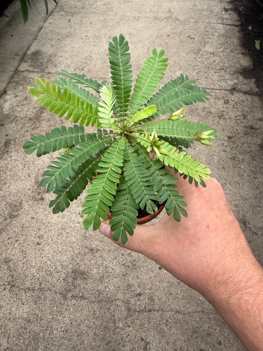 Biophytum sensitivum