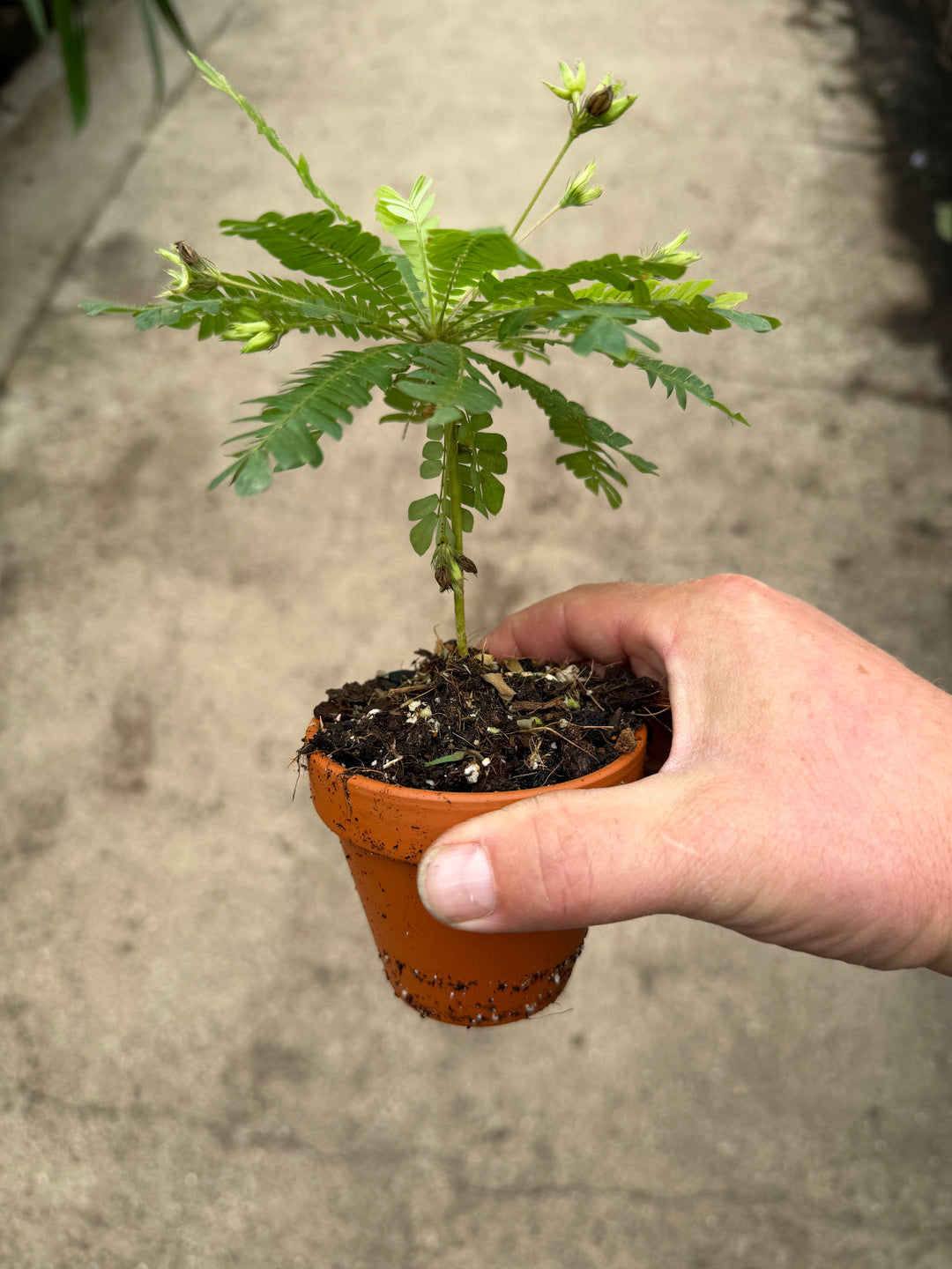 Biophytum sensitivum