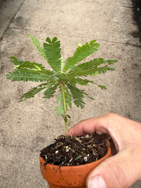 Biophytum sensitivum
