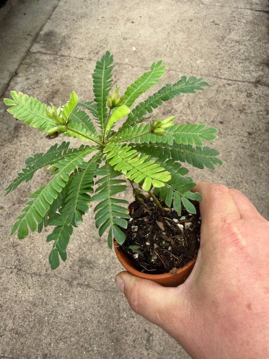 Biophytum sensitivum