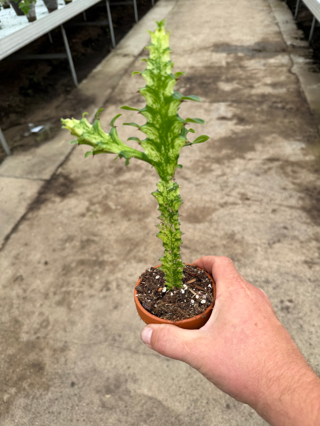 Euphorbia lactea variagata