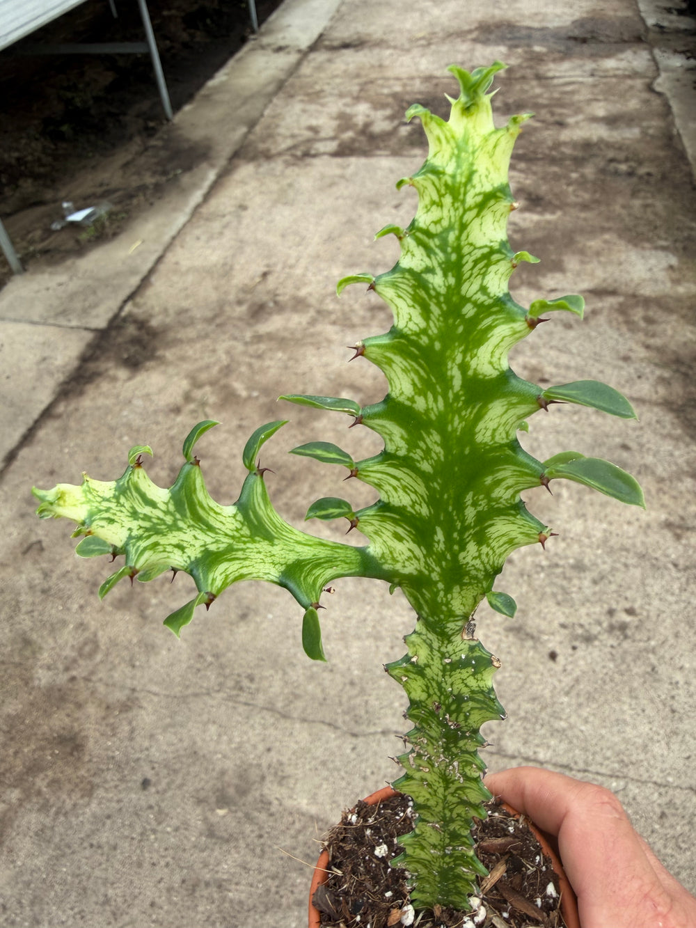 Euphorbia lactea variagata