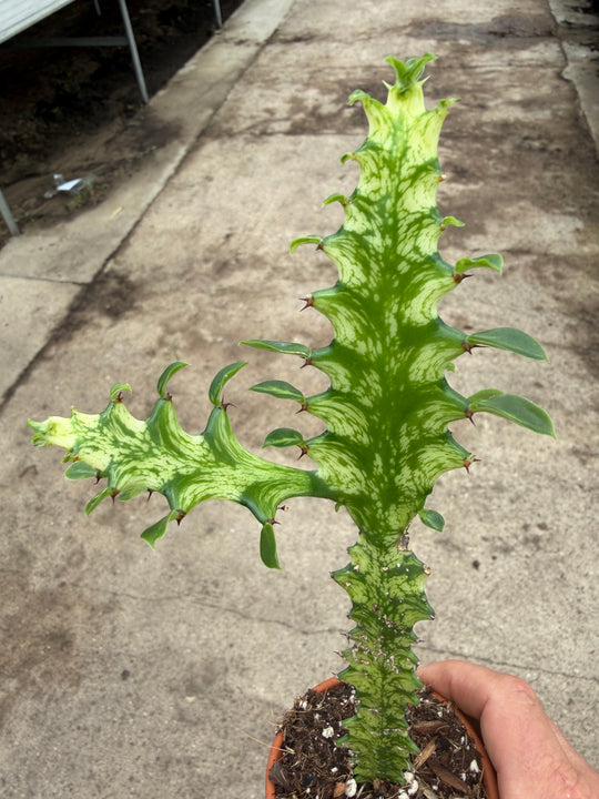 Euphorbia lactea variagata