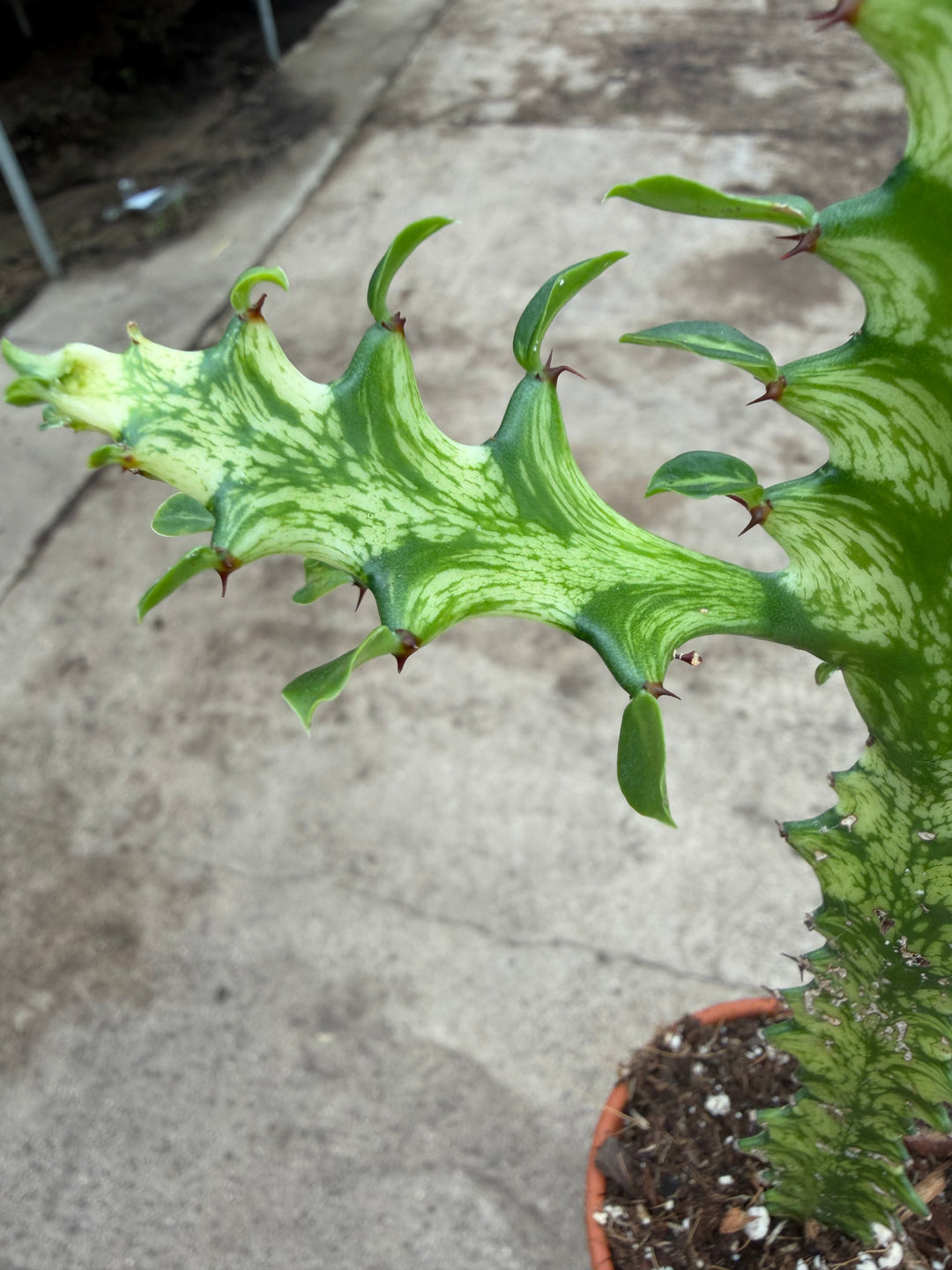 Euphorbia lactea variagata