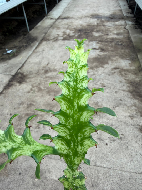 Euphorbia lactea variagata