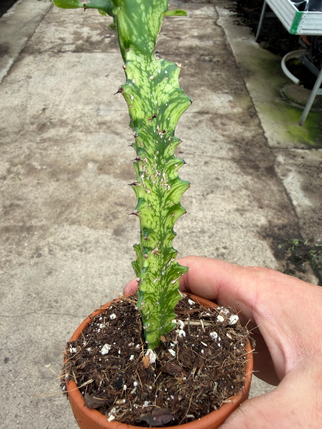 Euphorbia lactea variagata