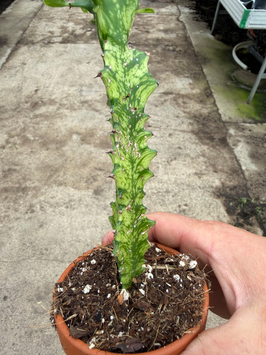 Euphorbia lactea variagata