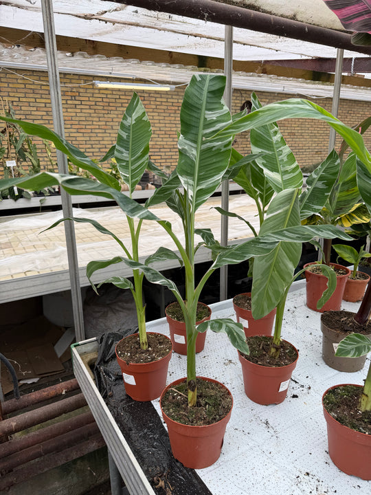 Musa Florida Variegata